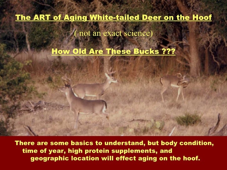 Deer Age Chart Body
