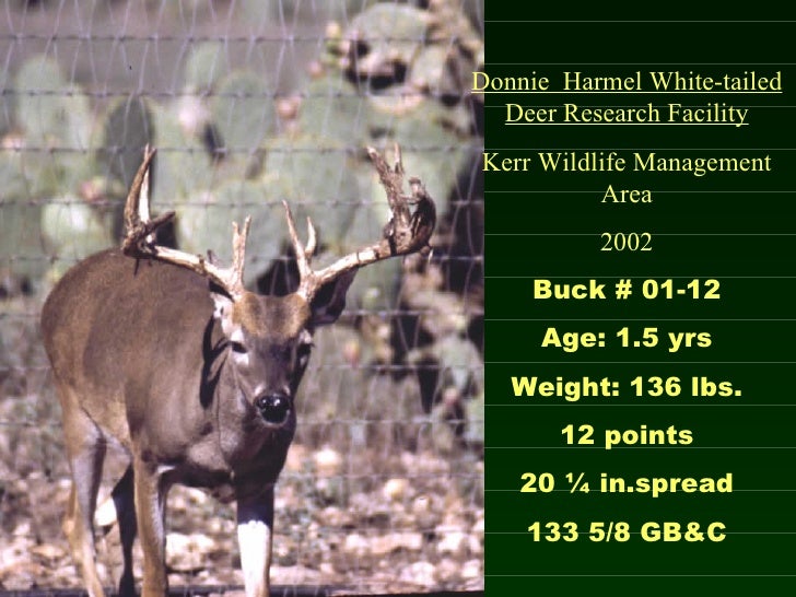 Whitetail Deer Age Chart
