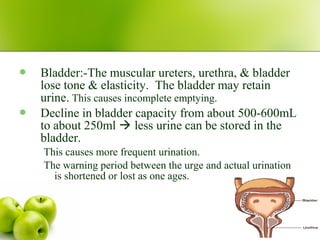  Bladder:-The muscular ureters, urethra, & bladder
lose tone & elasticity. The bladder may retain
urine. This causes incomplete emptying.
 Decline in bladder capacity from about 500-600mL
to about 250ml  less urine can be stored in the
bladder.
This causes more frequent urination.
The warning period between the urge and actual urination
is shortened or lost as one ages.
 