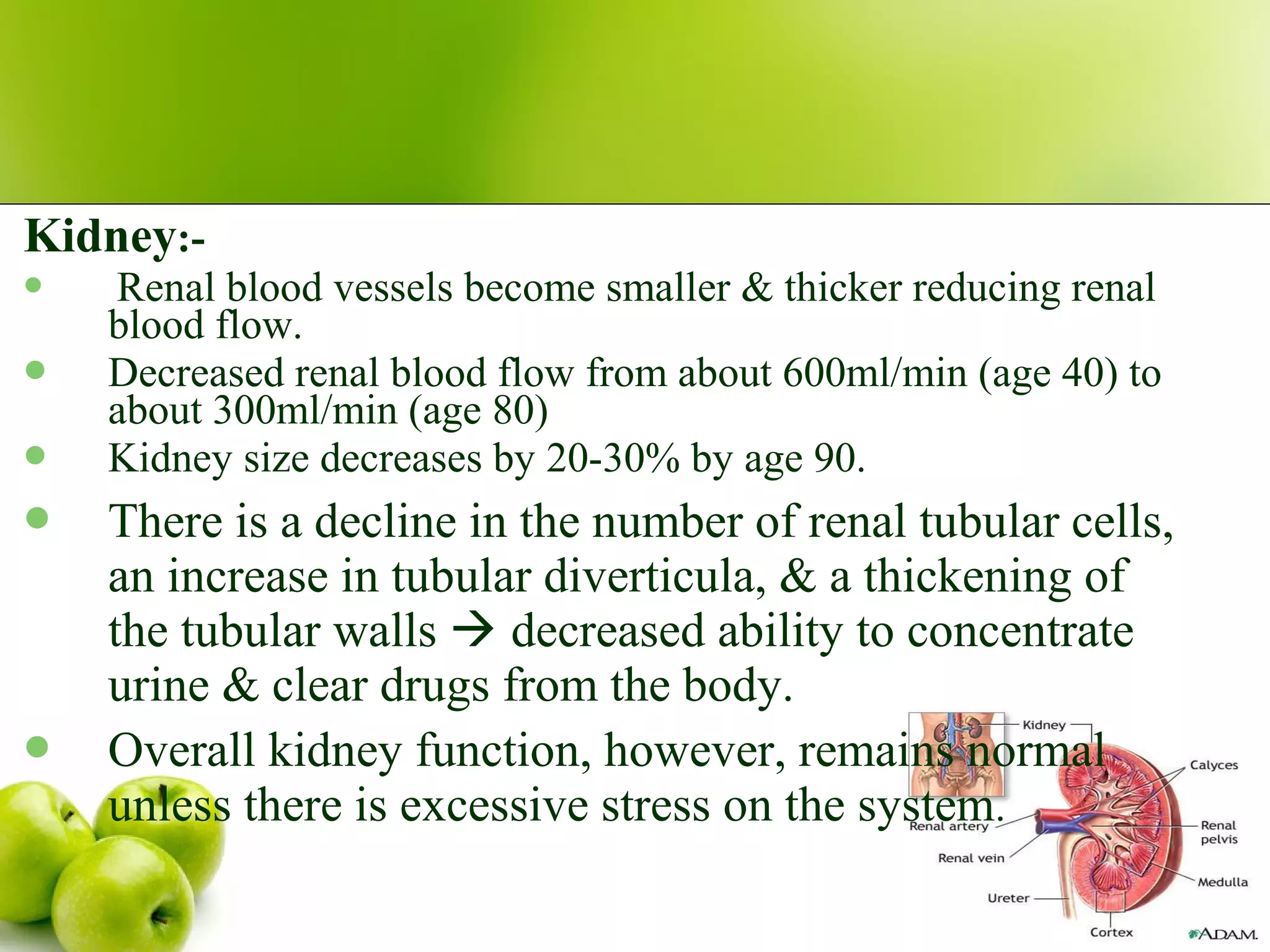 Kidney:-
 Renal blood vessels become smaller & thicker reducing renal
blood flow.
 Decreased renal blood flow from about 600ml/min (age 40) to
about 300ml/min (age 80)
 Kidney size decreases by 20-30% by age 90.
 There is a decline in the number of renal tubular cells,
an increase in tubular diverticula, & a thickening of
the tubular walls  decreased ability to concentrate
urine & clear drugs from the body.
 Overall kidney function, however, remains normal
unless there is excessive stress on the system.
 