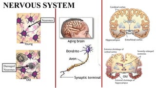 Aging process in human and its importance.pptx