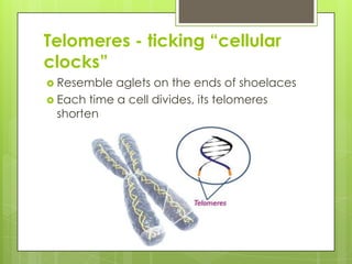 Telomeres - ticking ―cellular
clocks‖
 Resemble aglets on the ends of shoelaces
 Each time a cell divides, its telomeres
shorten
 