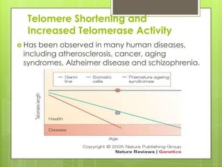 Telomere Shortening and
Increased Telomerase Activity
 Has been observed in many human diseases,
including atherosclerosis, cancer, aging
syndromes, Alzheimer disease and schizophrenia.
 