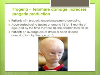 Progeria - telomere damage increases
progerin production
 Patients with progeria experience premature aging.
 Accelerated aging begins at around 16 to 18 months of
age, and by the time they are 10, the children look 70-80.
 Patients on average die of stroke or heart disease
complications by the age of 13
 