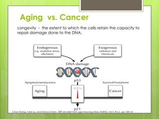 Aging vs. Cancer
Longevity - the extent to which the cells retain the capacity to
repair damage done to the DNA.
S Dan Zhang, Yufei Liu, and Danica Chen; SIRT-ain relief from age-inducing stress; AGING, Vol 3, No 2 , pp 158-161
 