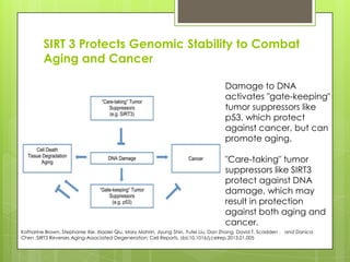 SIRT 3 Protects Genomic Stability to Combat
Aging and Cancer
Damage to DNA
activates "gate-keeping"
tumor suppressors like
p53, which protect
against cancer, but can
promote aging.
"Care-taking" tumor
suppressors like SIRT3
protect against DNA
damage, which may
result in protection
against both aging and
cancer.
Katharine Brown, Stephanie Xie, Xiaolei Qiu, Mary Mohrin, Jiyung Shin, Yufei Liu, Dan Zhang, David T. Scadden , and Danica
Chen ;SIRT3 Reverses Aging-Associated Degeneration; Cell Reports, doi:10.1016/j.celrep.2013.01.005
 