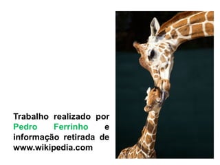 A girafa1