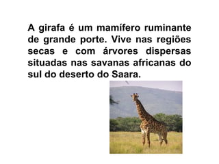 A girafa é um mamífero ruminante
de grande porte. Vive nas regiões
secas e com árvores dispersas
situadas nas savanas africanas do
sul do deserto do Saara.
 