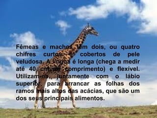 Fêmeas e machos têm dois, ou quatro
chifres curtos e cobertos de pele
veludosa. A língua é longa (chega a medir
até 40 cm de comprimento) e flexível.
Utilizam-na, juntamente com o lábio
superior, para arrancar as folhas dos
ramos mais altos das acácias, que são um
dos seus principais alimentos.
 