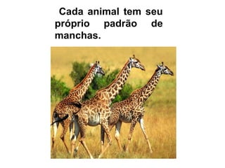 Cada animal tem seu
próprio padrão de
manchas.
 
