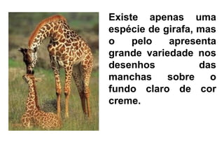 Existe apenas uma
espécie de girafa, mas
o    pelo   apresenta
grande variedade nos
desenhos           das
manchas     sobre    o
fundo claro de cor
creme.
 