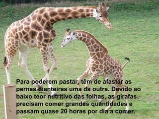 Para poderem pastar, têm de afastar as
pernas dianteiras uma da outra. Devido ao
baixo teor nutritivo das folhas, as girafas
precisam comer grandes quantidades e
passam quase 20 horas por dia a comer.
 