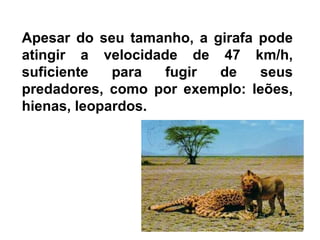 Apesar do seu tamanho, a girafa pode
atingir a velocidade de 47 km/h,
suficiente   para  fugir  de    seus
predadores, como por exemplo: leões,
hienas, leopardos.
 