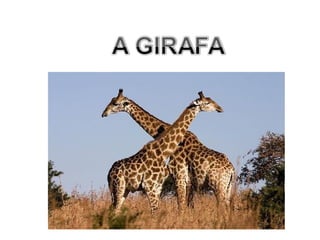 A girafa1