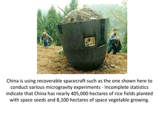 China is using recoverable spacecraft such as the one shown here to
conduct various microgravity experiments - Incomplete statistics
indicate that China has nearly 405,000 hectares of rice fields planted
with space seeds and 8,100 hectares of space vegetable growing.
 