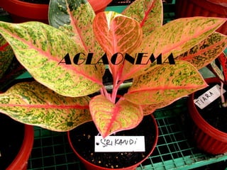 AGLAONEMA

1

 