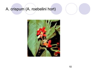 A. crispum (A. roebelini hort)

10

 