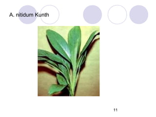 A. nitidum Kunth

11

 