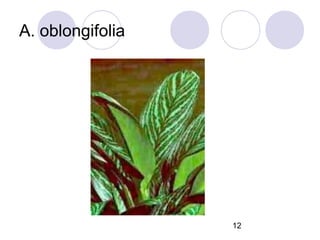 A. oblongifolia

12

 