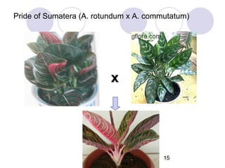 Pride of Sumatera (A. rotundum x A. commutatum)

x

15

 