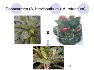 Donacarmen (A. brevispathum x A. rotundum)

x

16

 