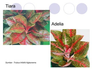 Tiara

Adelia

Sumber : Trubus InfoKit Aglaonema

17

 