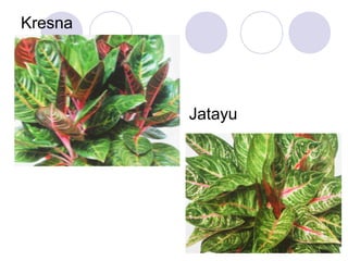 Kresna

Jatayu

18

 