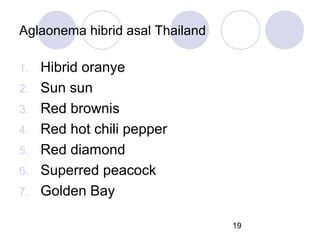 Aglaonema hibrid asal Thailand
1.
2.
3.
4.
5.
6.
7.

Hibrid oranye
Sun sun
Red brownis
Red hot chili pepper
Red diamond
Superred peacock
Golden Bay
19

 