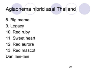 Aglaonema hibrid asal Thailand
8. Big mama
9. Legacy
10. Red ruby
11. Sweet heart
12. Red aurora
13. Red mascot
Dan lain-lain
20

 