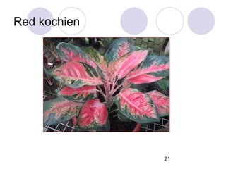 Red kochien

21

 