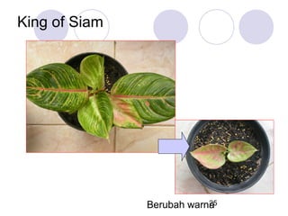 King of Siam

25
Berubah warna

 