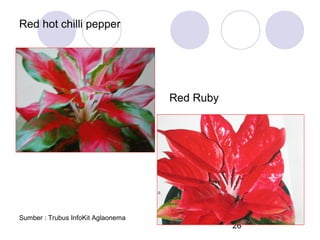 Red hot chilli pepper

Red Ruby

Sumber : Trubus InfoKit Aglaonema

26

 