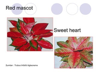 Red mascot

Sweet heart

Sumber : Trubus InfoKit Aglaonema

27

 
