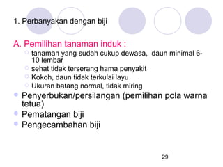 1. Perbanyakan dengan biji

A. Pemilihan tanaman induk :





tanaman yang sudah cukup dewasa, daun minimal 610 lembar
sehat tidak terserang hama penyakit
Kokoh, daun tidak terkulai layu
Ukuran batang normal, tidak miring

 Penyerbukan/persilangan

tetua)
 Pematangan biji
 Pengecambahan biji

(pemilihan pola warna

29

 
