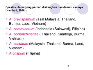 Spesies utama yang pernah disilangkan dan daerah asalnya
(Hambali, 2006) :

 A.

brevispathum (asal Malaysia, Thailand,
Burma, Laos, Vietnam)
 A. commutatum (Indonesia (Sulawesi), Filipina)
 A. cochinchinense ( Thailand, Kamboja, Burma,
Vietnam)
 A. costatum (Malaysia, Thailand, Burma, Laos,
Vietnam)
 A.crispum (Filipina)

3

 
