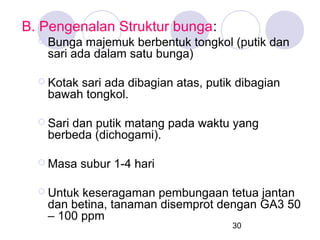 B. Pengenalan Struktur bunga:
 Bunga

majemuk berbentuk tongkol (putik dan
sari ada dalam satu bunga)

 Kotak

sari ada dibagian atas, putik dibagian
bawah tongkol.

 Sari

dan putik matang pada waktu yang
berbeda (dichogami).

 Masa

subur 1-4 hari

 Untuk

keseragaman pembungaan tetua jantan
dan betina, tanaman disemprot dengan GA3 50
– 100 ppm
30

 