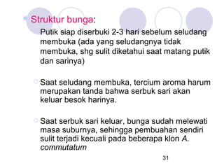  Struktur

bunga:



Putik siap diserbuki 2-3 hari sebelum seludang
membuka (ada yang seludangnya tidak
membuka, shg sulit diketahui saat matang putik
dan sarinya)



Saat seludang membuka, tercium aroma harum
merupakan tanda bahwa serbuk sari akan
keluar besok harinya.



Saat serbuk sari keluar, bunga sudah melewati
masa suburnya, sehingga pembuahan sendiri
sulit terjadi kecuali pada beberapa klon A.
commutatum
31

 
