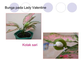 Bunga pada Lady Valentine

Kotak sari
Putik

34

 