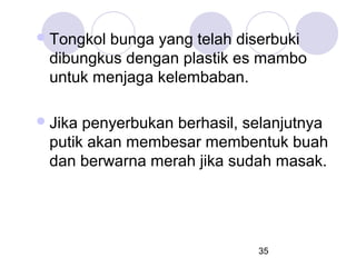  Tongkol

bunga yang telah diserbuki
dibungkus dengan plastik es mambo
untuk menjaga kelembaban.

 Jika

penyerbukan berhasil, selanjutnya
putik akan membesar membentuk buah
dan berwarna merah jika sudah masak.

35

 
