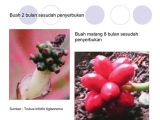 Buah 2 bulan sesudah penyerbukan

Buah matang 8 bulan sesudah
penyerbukan

Sumber : Trubus InfoKit Aglaonema

36

 
