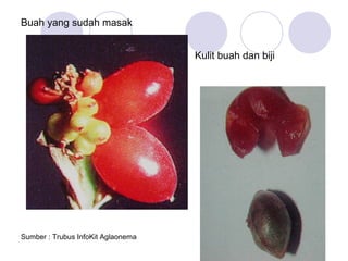 Buah yang sudah masak
Kulit buah dan biji

Sumber : Trubus InfoKit Aglaonema

37

 