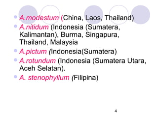  A.modestum

(China, Laos, Thailand)
 A.nitidum (Indonesia (Sumatera,
Kalimantan), Burma, Singapura,
Thailand, Malaysia
 A.pictum (Indonesia(Sumatera)
 A.rotundum (Indonesia (Sumatera Utara,
Aceh Selatan).
 A. stenophyllum (Filipina)

4

 