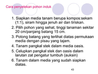 Cara penyetekan pohon induk

1. Siapkan media tanam berupa kompos:sekam
(1:1), siram hingga jenuh air dan tiriskan.
2. Pilih pohon yang sehat, tinggi tanaman sekitar
20 cm/panjang batang 15 cm.
3. Potong batang yang terlihat diatas permukaan
media dengan pisau yang tajam.
4. Tanam pangkal stek dalam media oasis.
5. Celupkan pangkal stek dan oasis dalam
larutan zat pengatur tumbuh (auksin)
6. Tanam dalam media yang sudah siapkan
diatas.
43

 