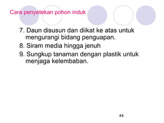 Cara penyetekan pohon induk

7. Daun disusun dan diikat ke atas untuk
mengurangi bidang penguapan.
8. Siram media hingga jenuh
9. Sungkup tanaman dengan plastik untuk
menjaga kelembaban.

44

 