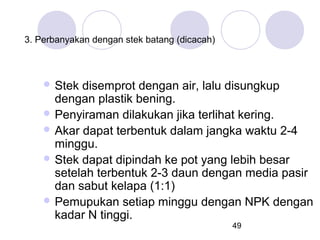 3. Perbanyakan dengan stek batang (dicacah)

 Stek

disemprot dengan air, lalu disungkup
dengan plastik bening.
 Penyiraman dilakukan jika terlihat kering.
 Akar dapat terbentuk dalam jangka waktu 2-4
minggu.
 Stek dapat dipindah ke pot yang lebih besar
setelah terbentuk 2-3 daun dengan media pasir
dan sabut kelapa (1:1)
 Pemupukan setiap minggu dengan NPK dengan
kadar N tinggi.
49

 