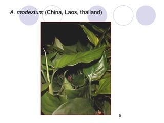 A. modestum (China, Laos, thailand)

5

 