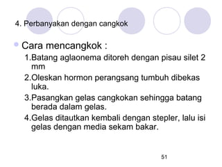 4. Perbanyakan dengan cangkok

 Cara

mencangkok :

1.Batang aglaonema ditoreh dengan pisau silet 2
mm
2.Oleskan hormon perangsang tumbuh dibekas
luka.
3.Pasangkan gelas cangkokan sehingga batang
berada dalam gelas.
4.Gelas ditautkan kembali dengan stepler, lalu isi
gelas dengan media sekam bakar.

51

 