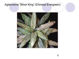 Aglaonema “Silver King” (Chinese Evergreen)

6

 