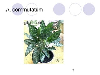 A. commutatum

7

 