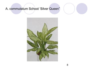 A. commutatum Schoot ‘Silver Queen”

8

 